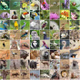 The Animal Kingdom